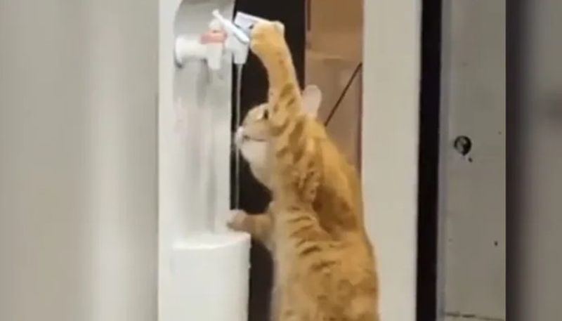 pet cat drinks water from cooler 