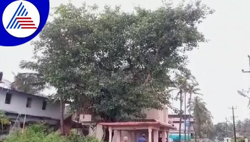 Tree Planted on Independence Day is Now Huge Tree in Karwar grg 