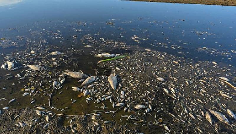 thousands of fish dies at Oder river 