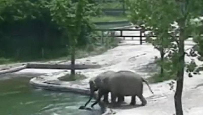 calf drowning elephants trying to help