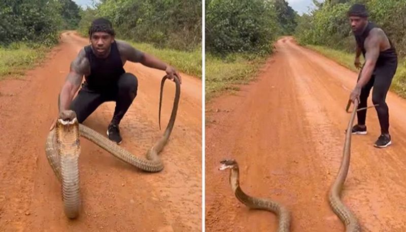 man catches king cobra and its turns to attack him 