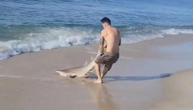 man wrestling with shark video 