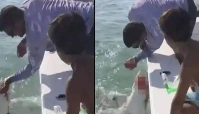 man wrestling with shark video 