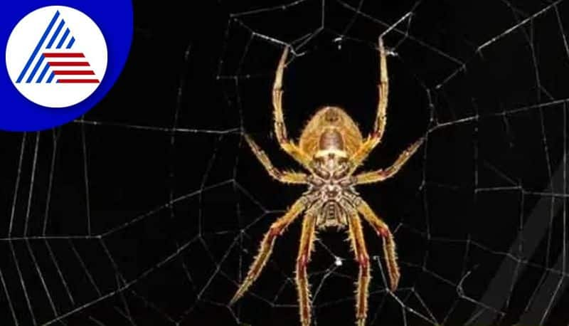 Spider Gives Positive And Negative Signs To Us how to find out