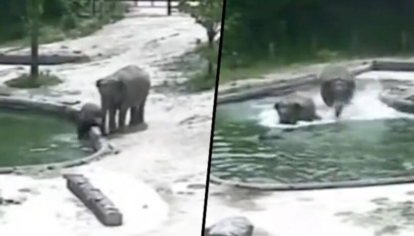 Elephants rescue a calf from drowning in water; heartwarming video goes viral