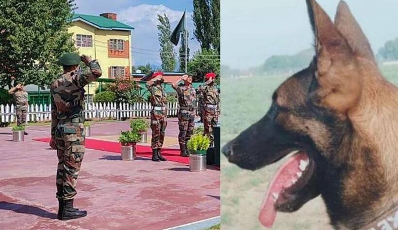 Story of Axel, the 1st army assault dog to be 'Mentioned in Despatches'