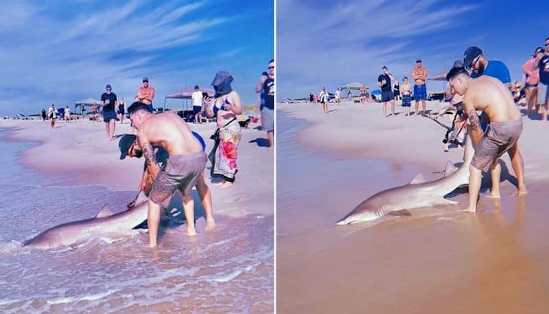 Watch Man catches shark with bare hands at New York beach; netizens stunned-tgy