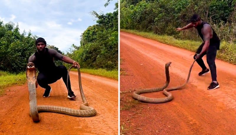 Watch Giant King Cobra pounces on man as he tries lifting it; leaves netizens stunned-tgy