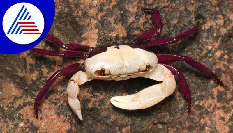 Ghatiana bicolor crab found in Western Ghats yallapur in uttarakannada rav