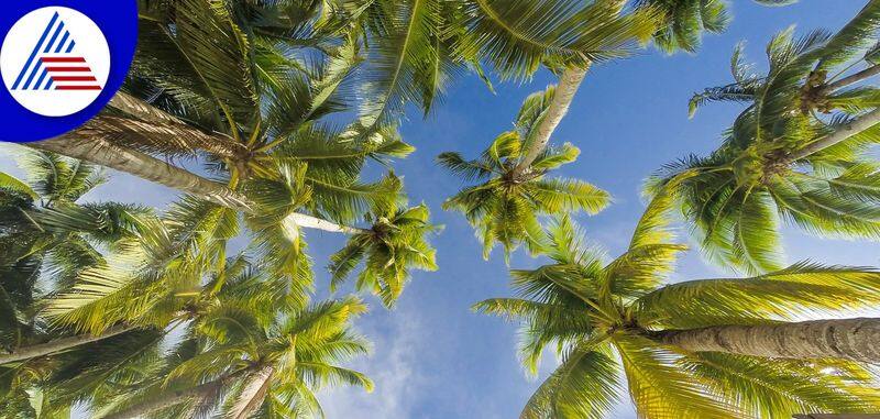 know the miraculous effect of having coconut tree in your courtyard skr