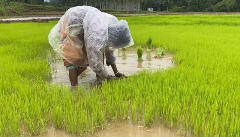 paddy cultivation in Chekadi Wayanad