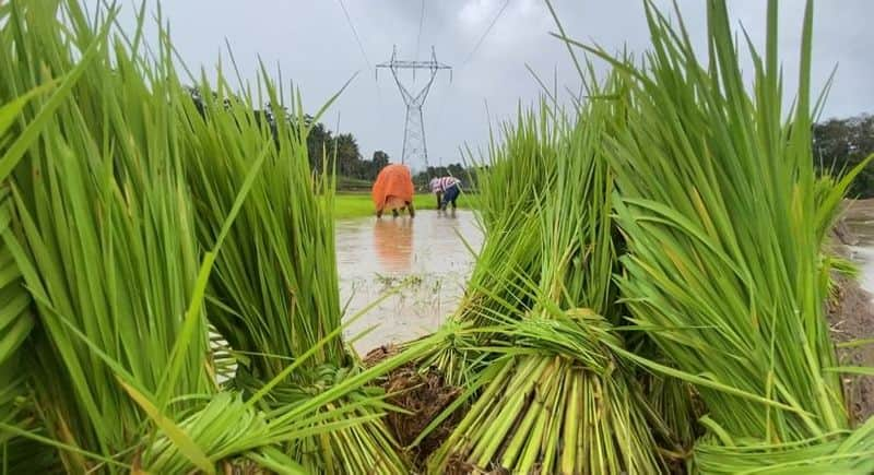 paddy cultivation in Chekadi Wayanad