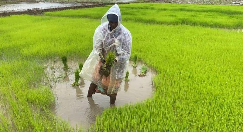 paddy cultivation in Chekadi Wayanad