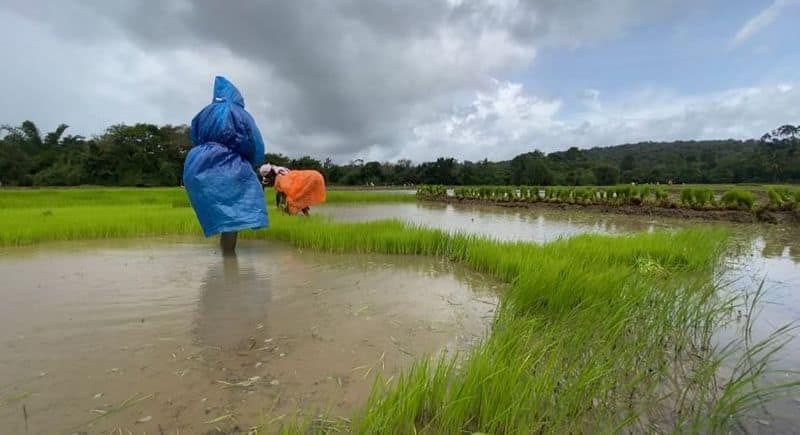 paddy cultivation in Chekadi Wayanad