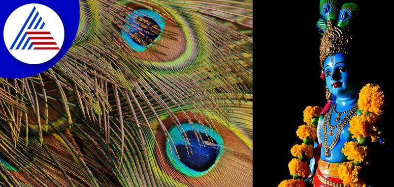 Janmashtami 2022 Why Sri Krishna puts peacock feathers in the crown skr