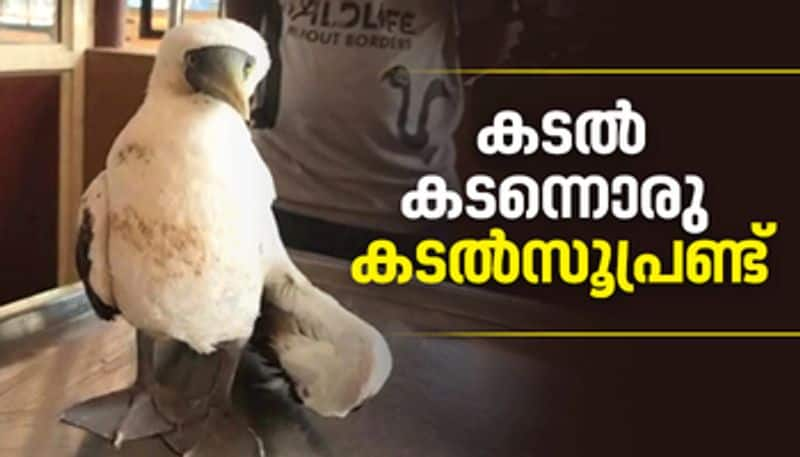  Masked booby found in kerala 