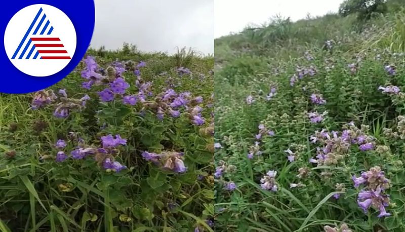 Blue Flower Names Neelakurinji Flower In Chikkamagaluru Atracts Tourists gvd