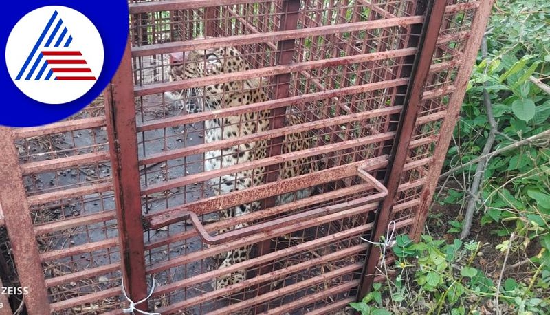 Forest Department captured leopard in raichur district gvd