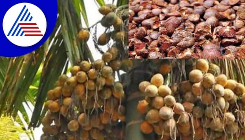 Subsidy not available for arecanut blight control sirasi