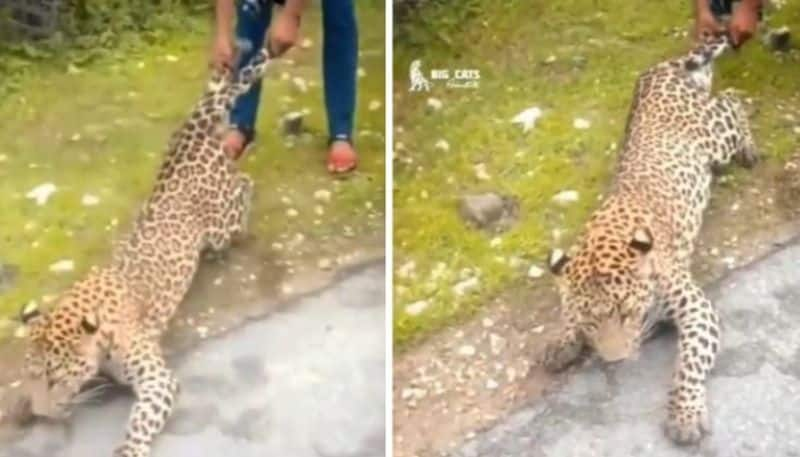 Man Pulls Leopard By Tail in Shocking Video