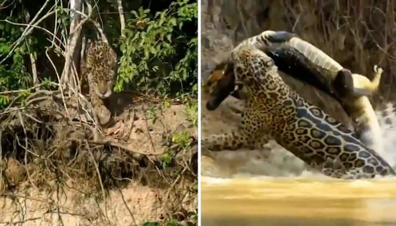 Watch Jaguar pounces on crocodile in water; What happened next will shock you-tgy