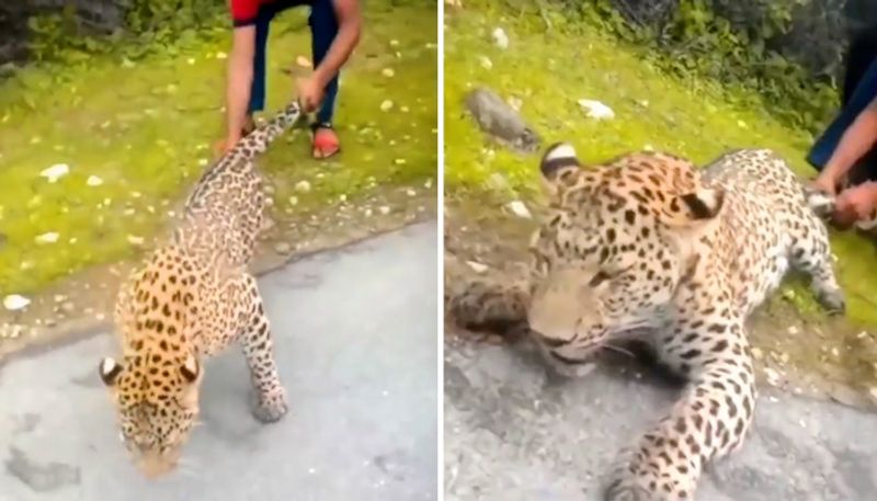 Video of man pulling leopard by its tail and hind legs, leaves netizens outraged-tgy