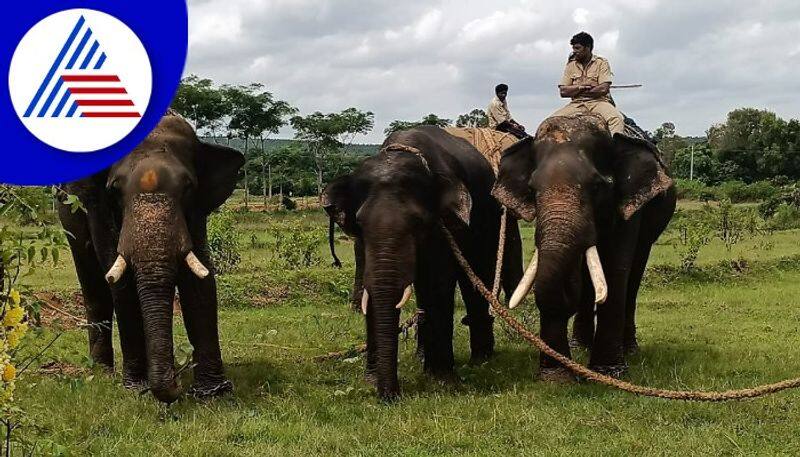 wild elephant captured in ramanagara gow