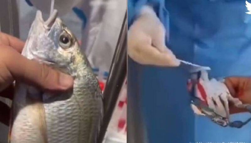 covid test for fish in china video goes viral