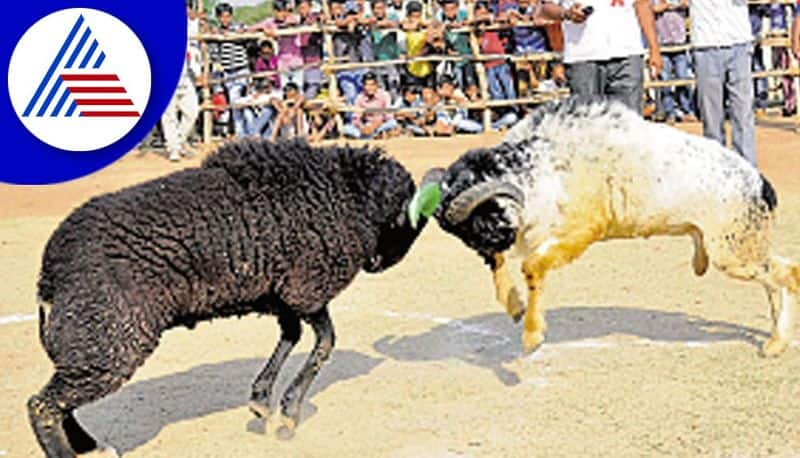 Ram Fighting Tagaru Kalaga at Vijayapura District gvd