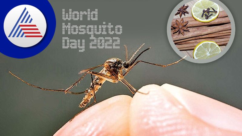 World Mosquito Day: Symptoms And Home Remedies For Malaria Vin