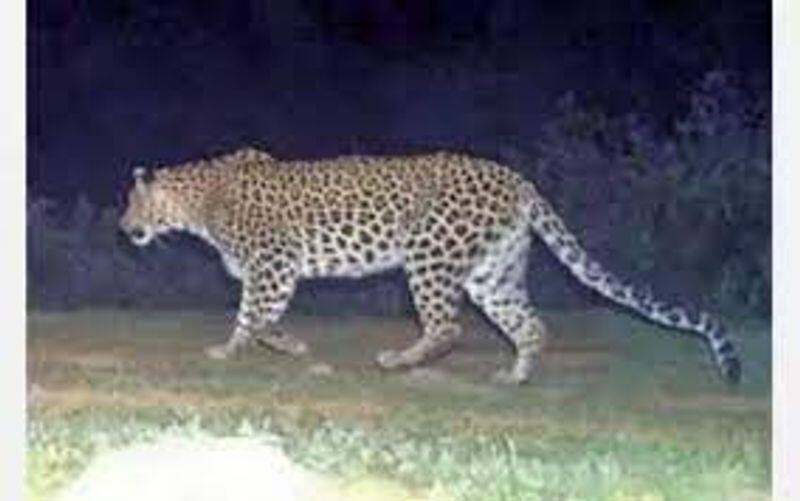 leopard enters residential area in kotagiri