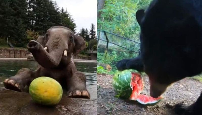 Viral Video Of Cute Animals Feasting On Watermelons