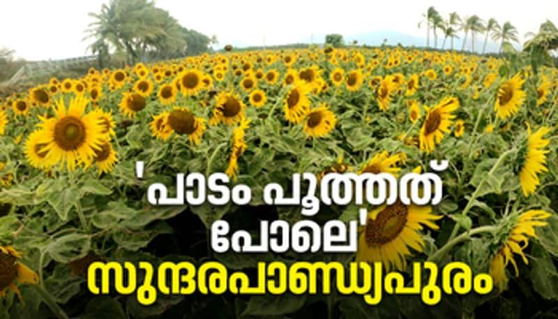 Sundara Pandyapuram sunflower photostory 