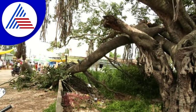 tree branch fell two people died at kolar gvd