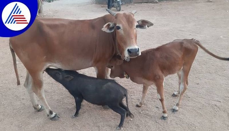 Cow Feeds Milk to Pig at Surapura in Yadgir grg 