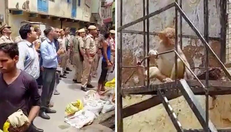 Watch Monkeys in Vrindavan steal Mathura District Magistrate's glasses-tgy