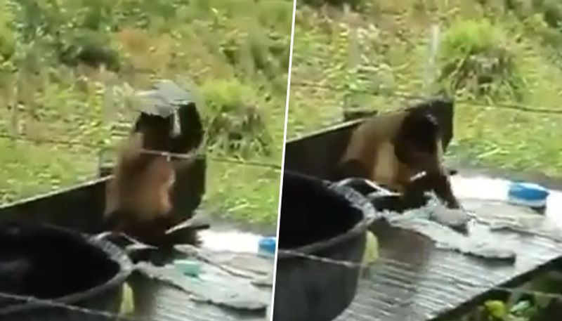 Monkey washes garments like professional dhobi; viral video stunned netizens - gps