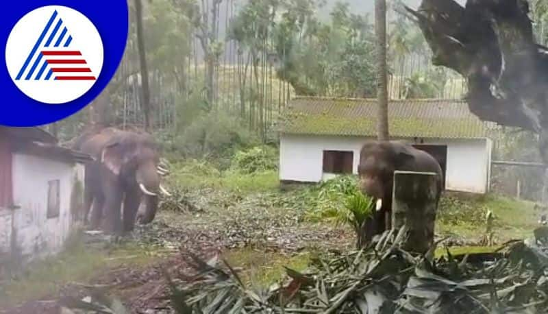 wild elephant create panic among farmers in chikkamagaluru gvd