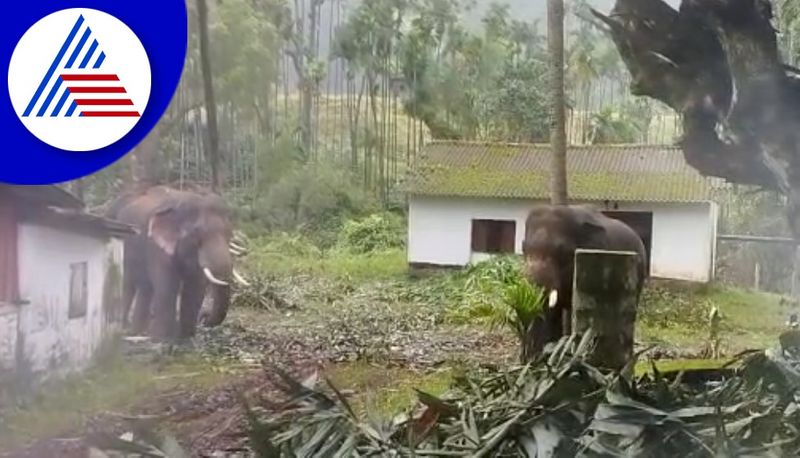 wild elephant create panic among farmers in chikkamagaluru gvd