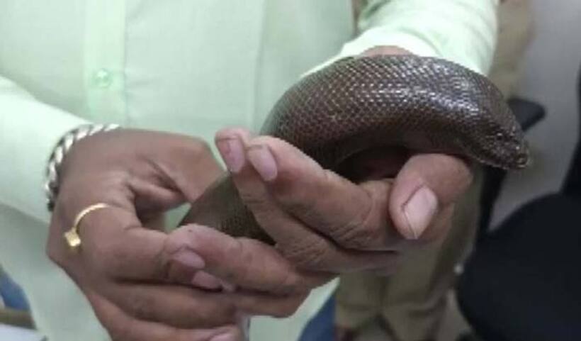ये है डबल इंजन सांप, कीमत 2 लाख से 2 करोड़ तक, धन वर्षा और सेक्स पॉवर के चक्कर में बढ़ रही स्मगलिंग