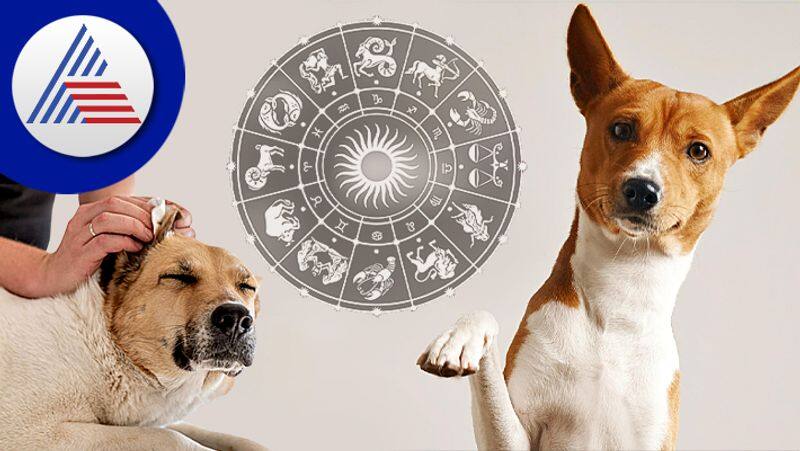 The astrological benefits of having a dog will surprise you skr