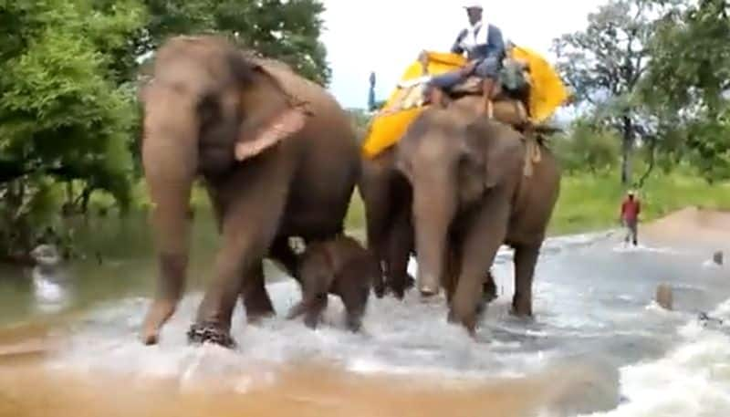 Baby elephant braving nature for the first time with complete protection; Adorable video goes viral - gps