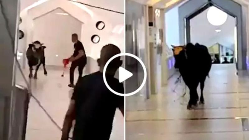 Runaway bull storms into a bank in Israel shocking video on viral