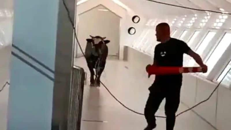 Runaway bull storms into a bank in Israel shocking video on viral