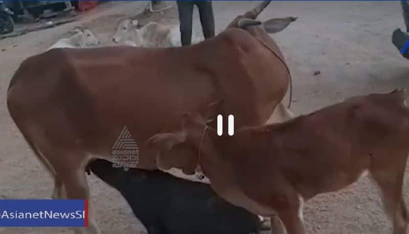 cow gave milk to pig in yadagiris surapura akb