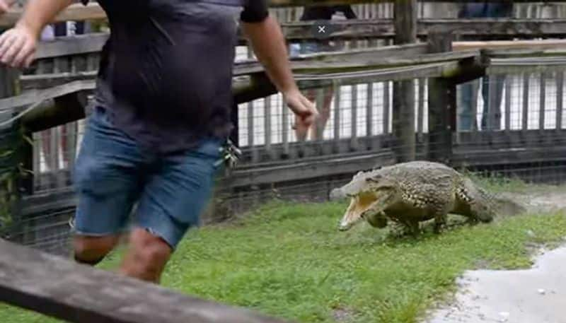 Crocodile chasing man in its enclosure 