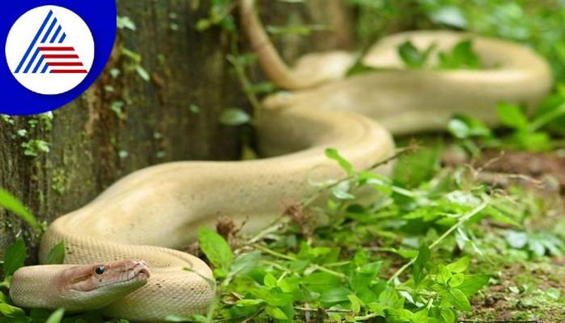 Rare White Python Spotted at Kumta in Uttara Kannada grg