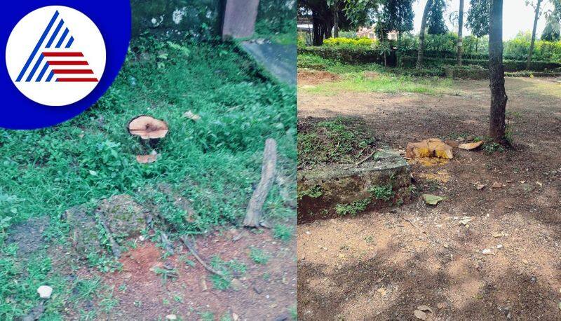 Trees worth lakhs were cut in Mangaluru police campus itself gvd