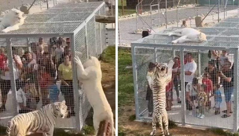 caged people and free animals Lehe Ledu Wildlife Zoo