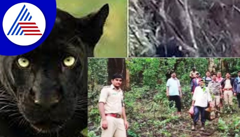 A black leopard roaming in Shirasi Nadaguli uttara kannada